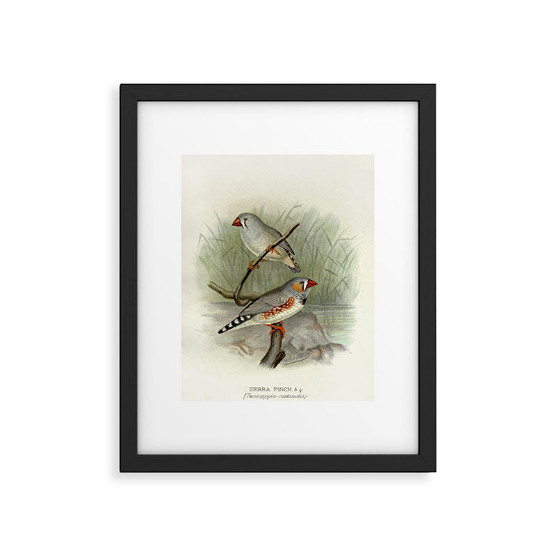 Zebra finch by F. W. Frohawk, 1899 (benefitting The Audubon Society) Framed Art Print Gallery Image 5