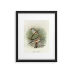 Zebra finch by F. W. Frohawk, 1899 (benefitting The Audubon Society) Framed Art Print Gallery Image 5