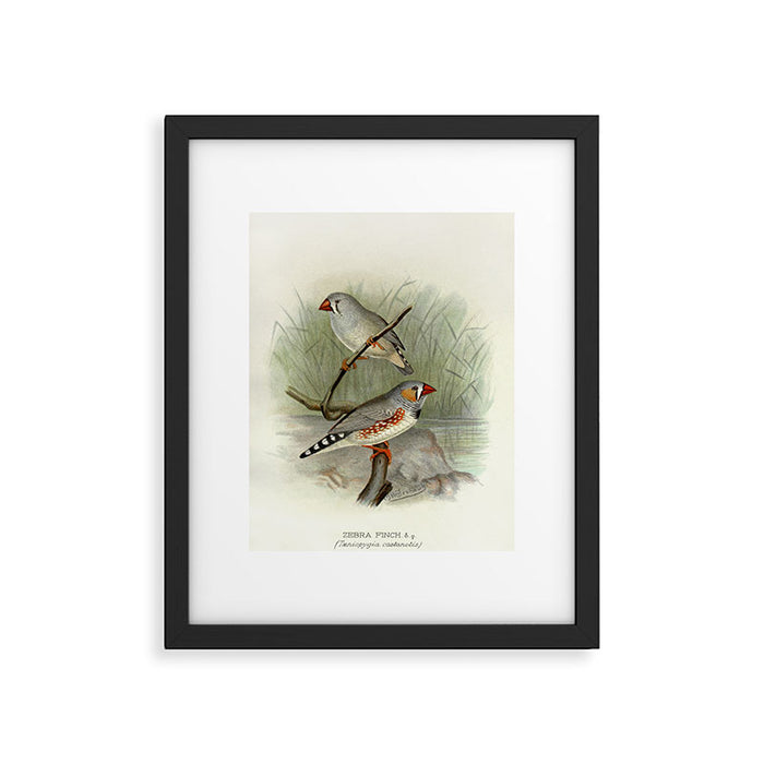 Zebra finch by F. W. Frohawk, 1899 (benefitting The Audubon Society) Framed Art Print Gallery Image 1
