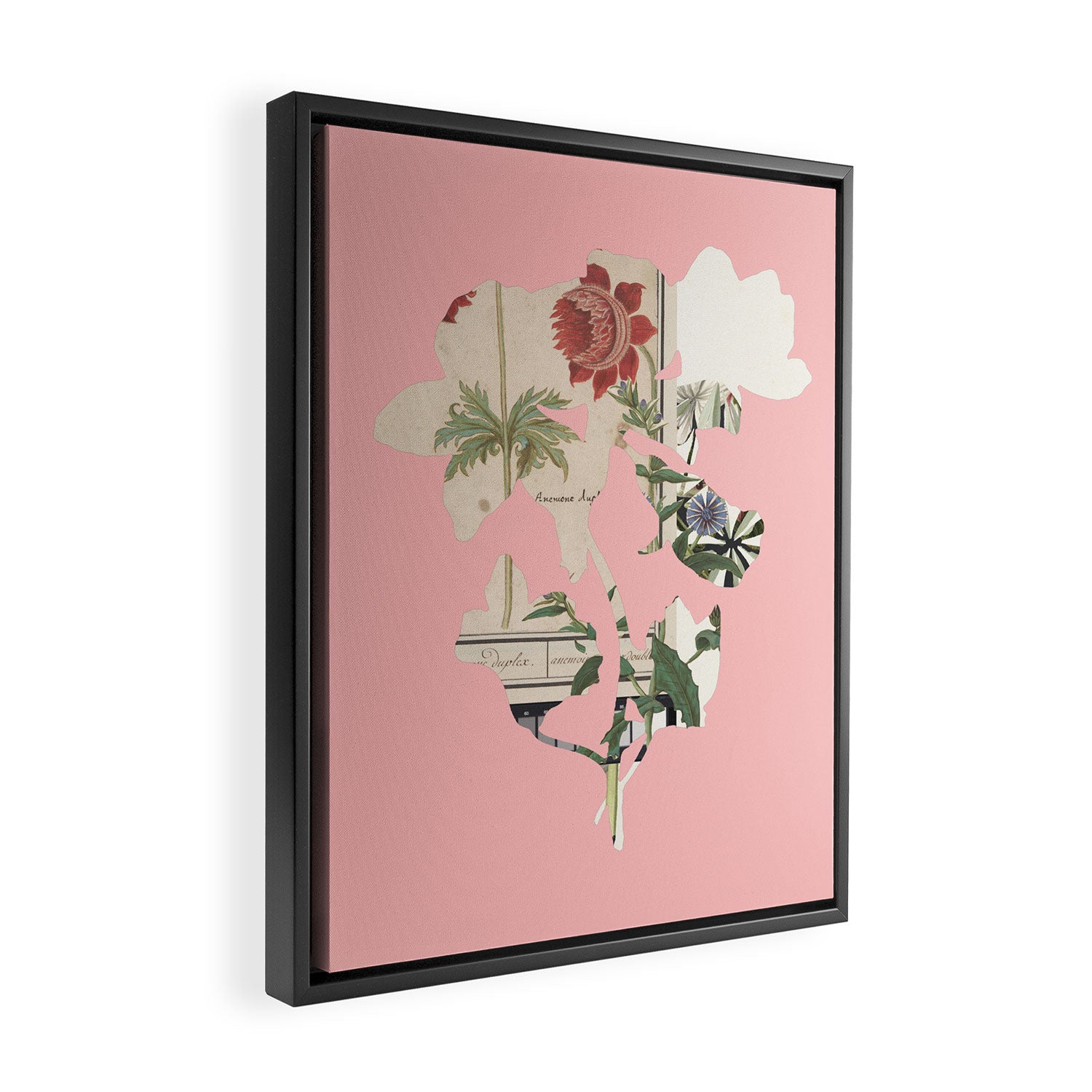 the first plant  · botanical b Framed Canvas Print Gallery Image 2