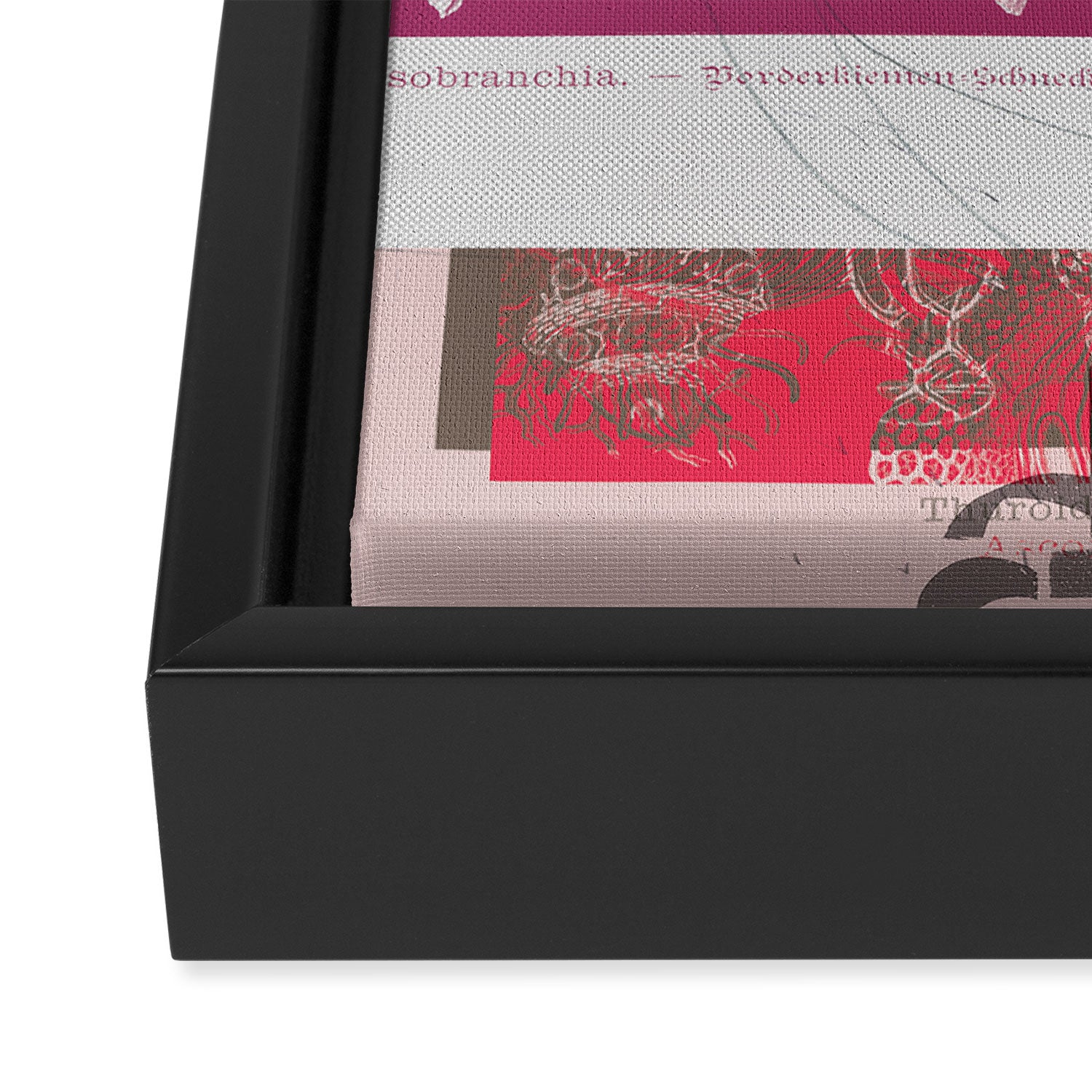 the first plant · grey edition tuesday Framed Canvas Print Gallery Image 3