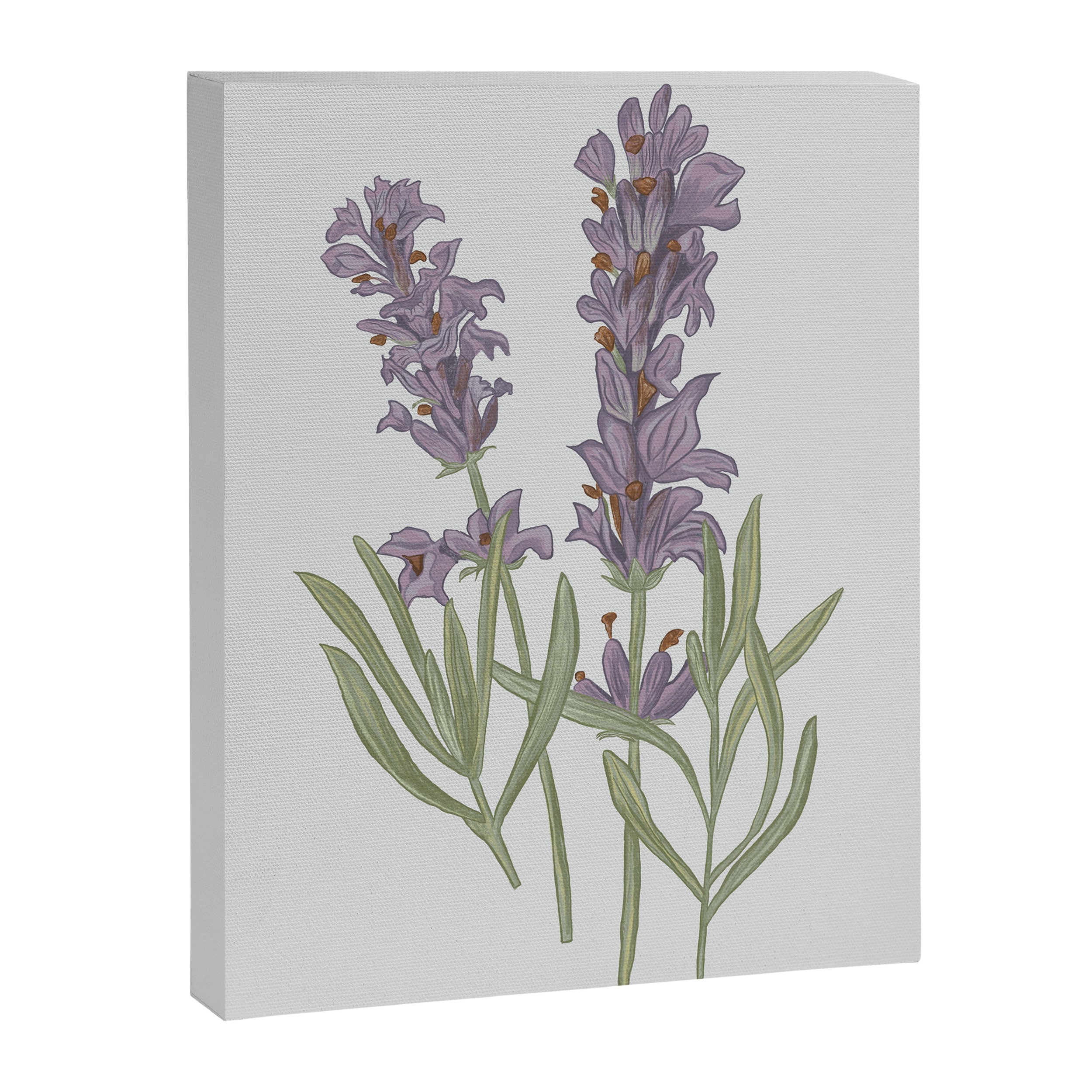 Lavender Flower Illustration Canvas Print Gallery Image 6