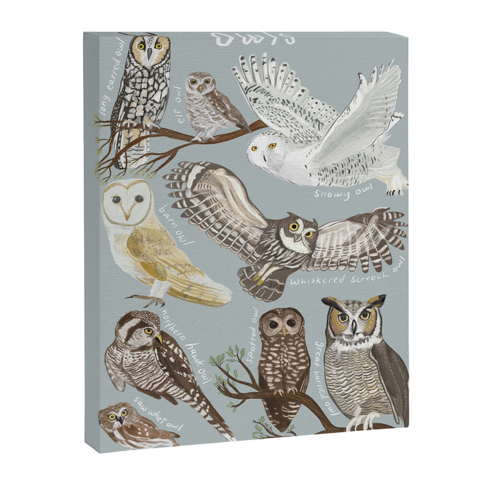 Owls Illustrated Chart Canvas Print Gallery Image 1