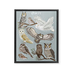 Owls Illustrated Chart Framed Canvas Print Gallery Image 6