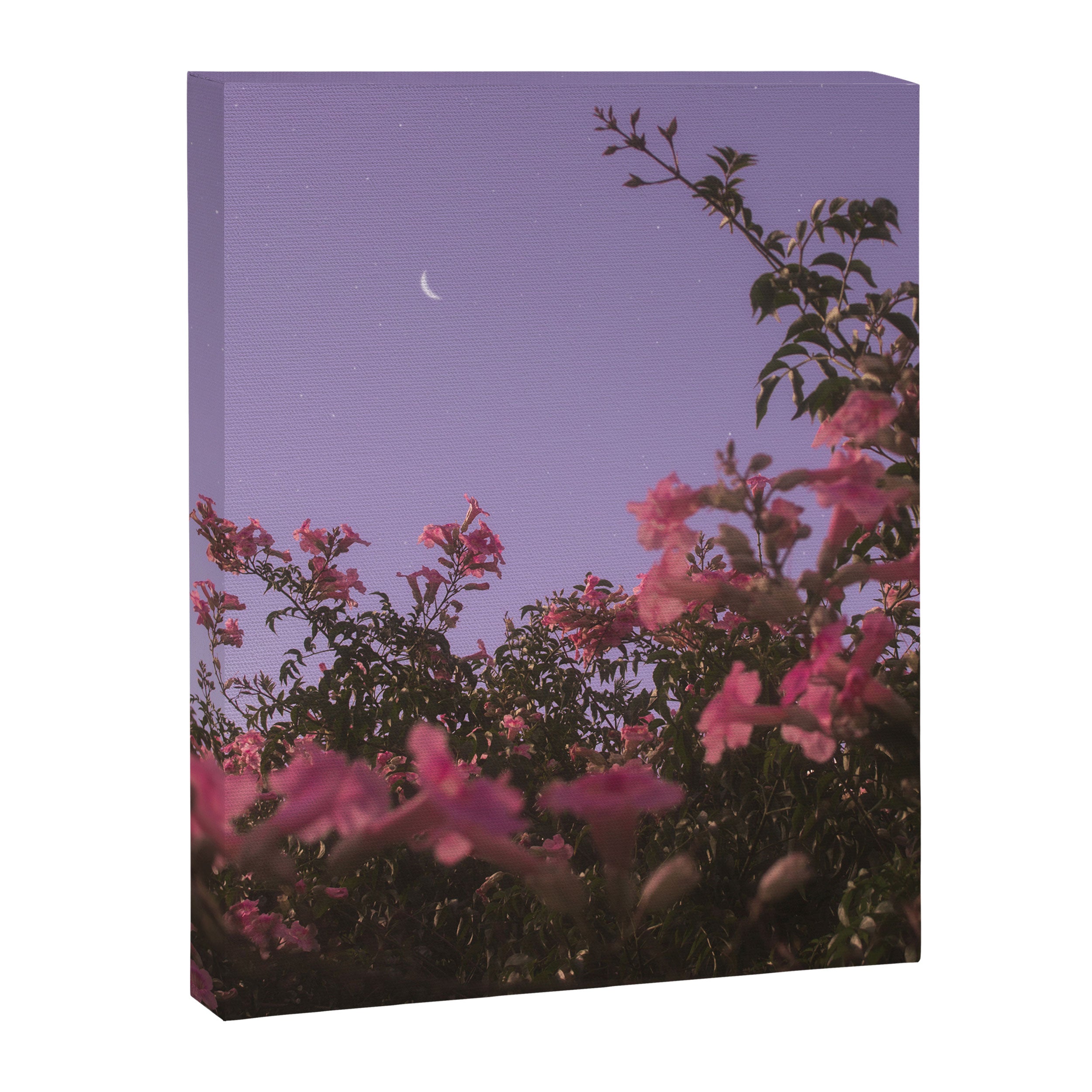 podranea ricasoliana Canvas Print Gallery Image 6