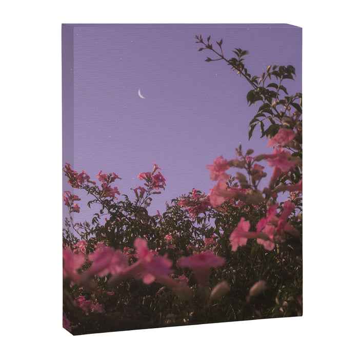 podranea ricasoliana Canvas Print Gallery Image 1
