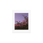 podranea ricasoliana Art Print Gallery Image 1