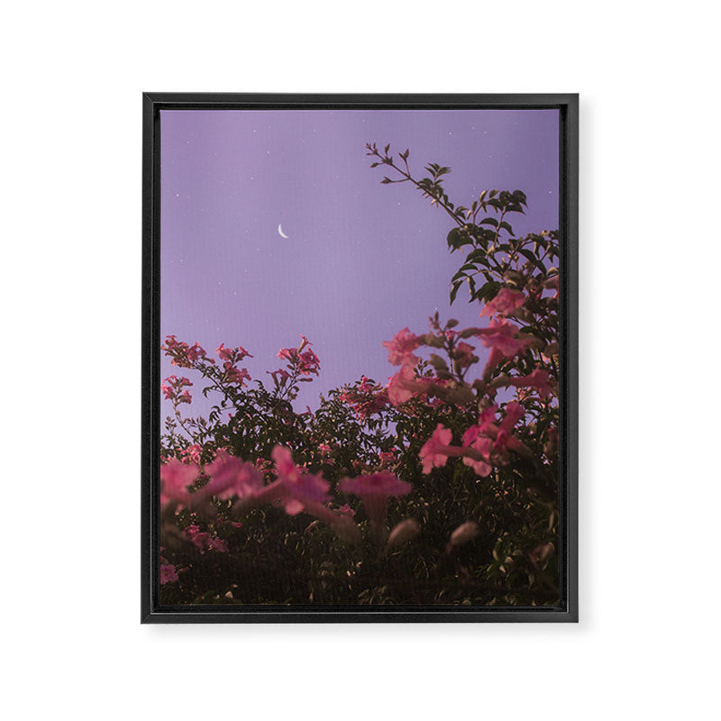 podranea ricasoliana Framed Canvas Print Gallery Image 6