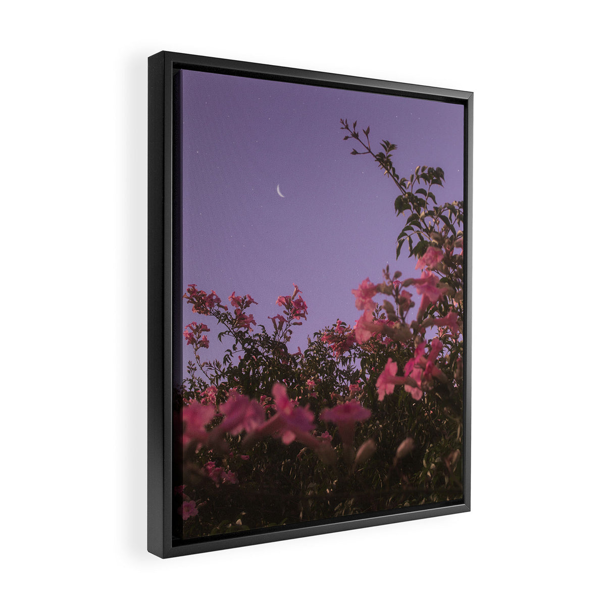 podranea ricasoliana Framed Canvas Print Gallery Image 2