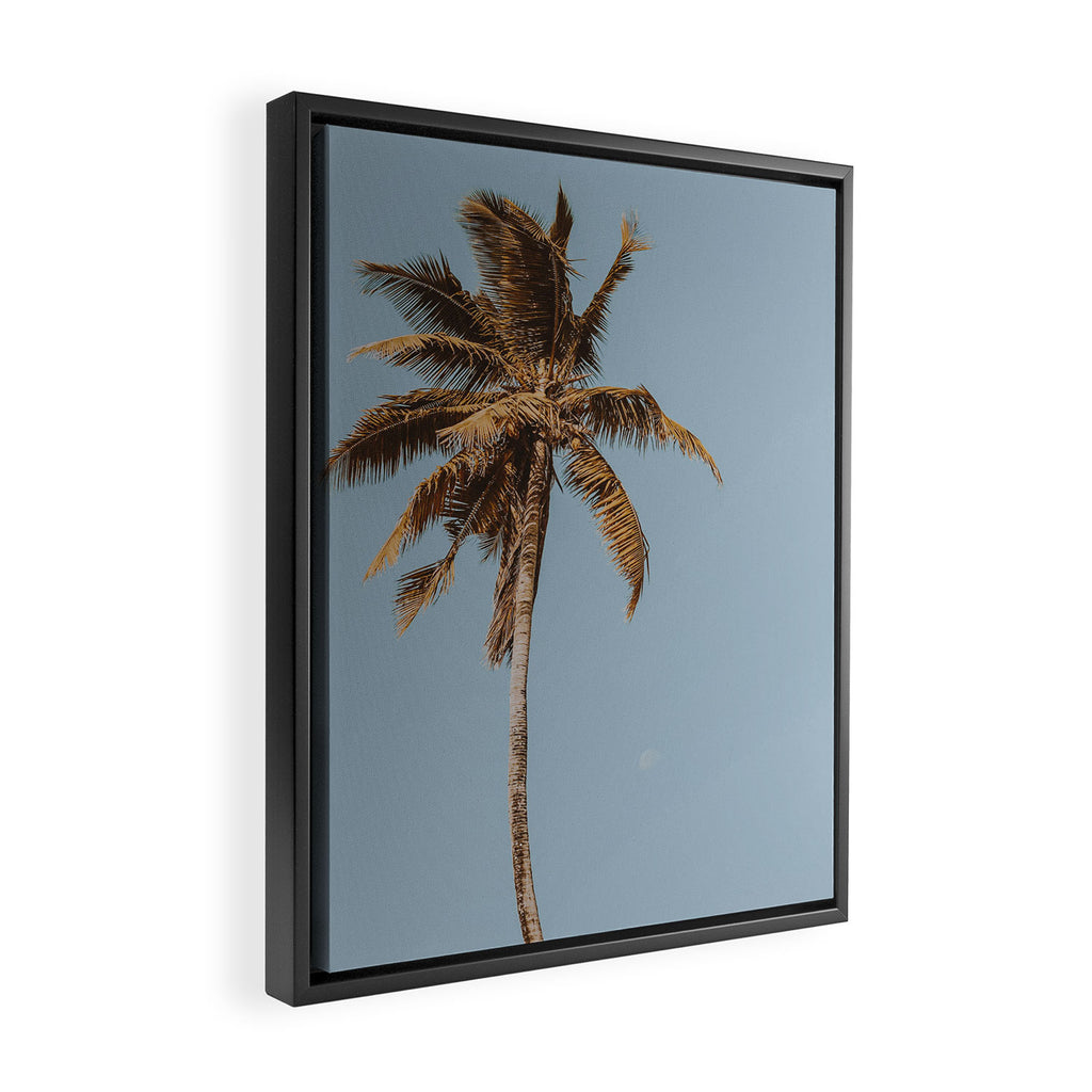 a palm tree iv Framed Canvas Print Gallery Image 2