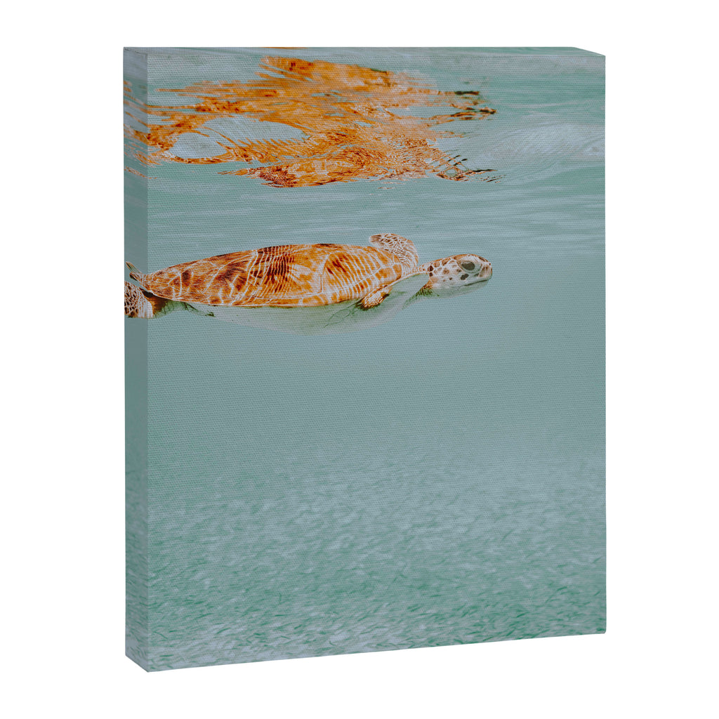 sea turtle ii Canvas Print Gallery Image 6