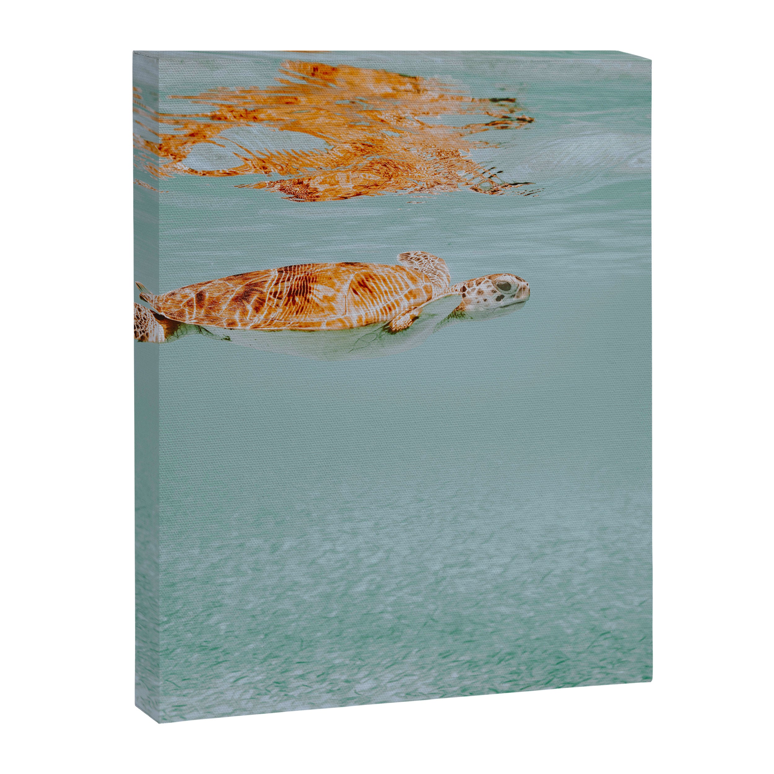 sea turtle ii Canvas Print Gallery Image 6