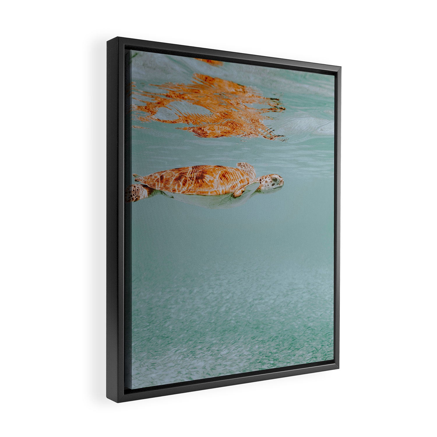 sea turtle ii Framed Canvas Print Gallery Image 2