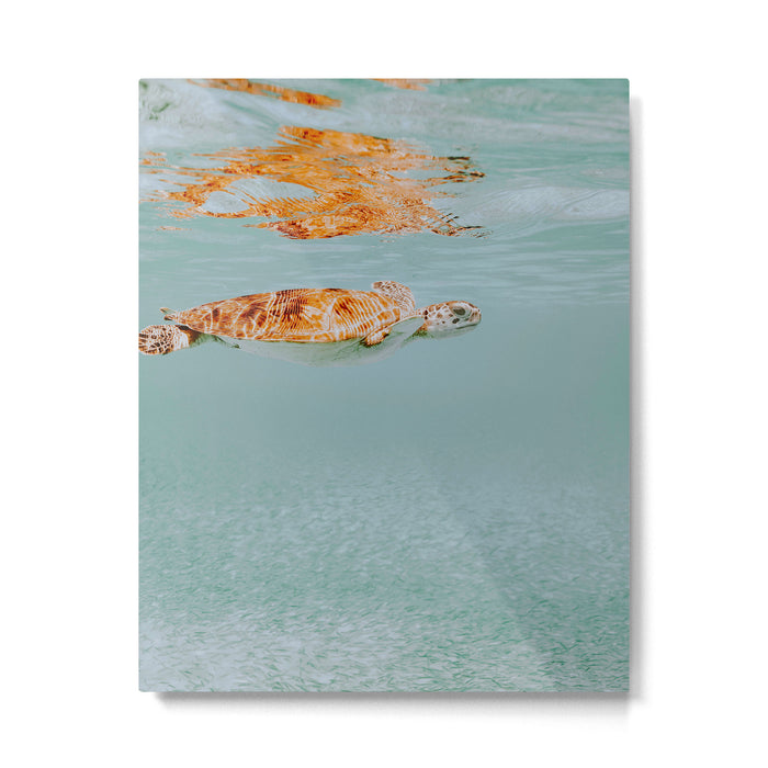 sea turtle ii Metal Print Gallery Image 1