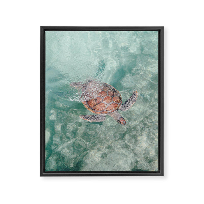 sea turtle iv - reunion island Framed Canvas Print Gallery Image 1