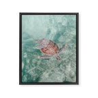 sea turtle iv - reunion island Framed Canvas Print Gallery Image 6