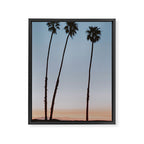 three palm trees iv / santa barbara, california Framed Canvas Print Gallery Image 6