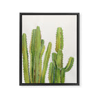 Cactus 2 Framed Canvas Print Gallery Image 8