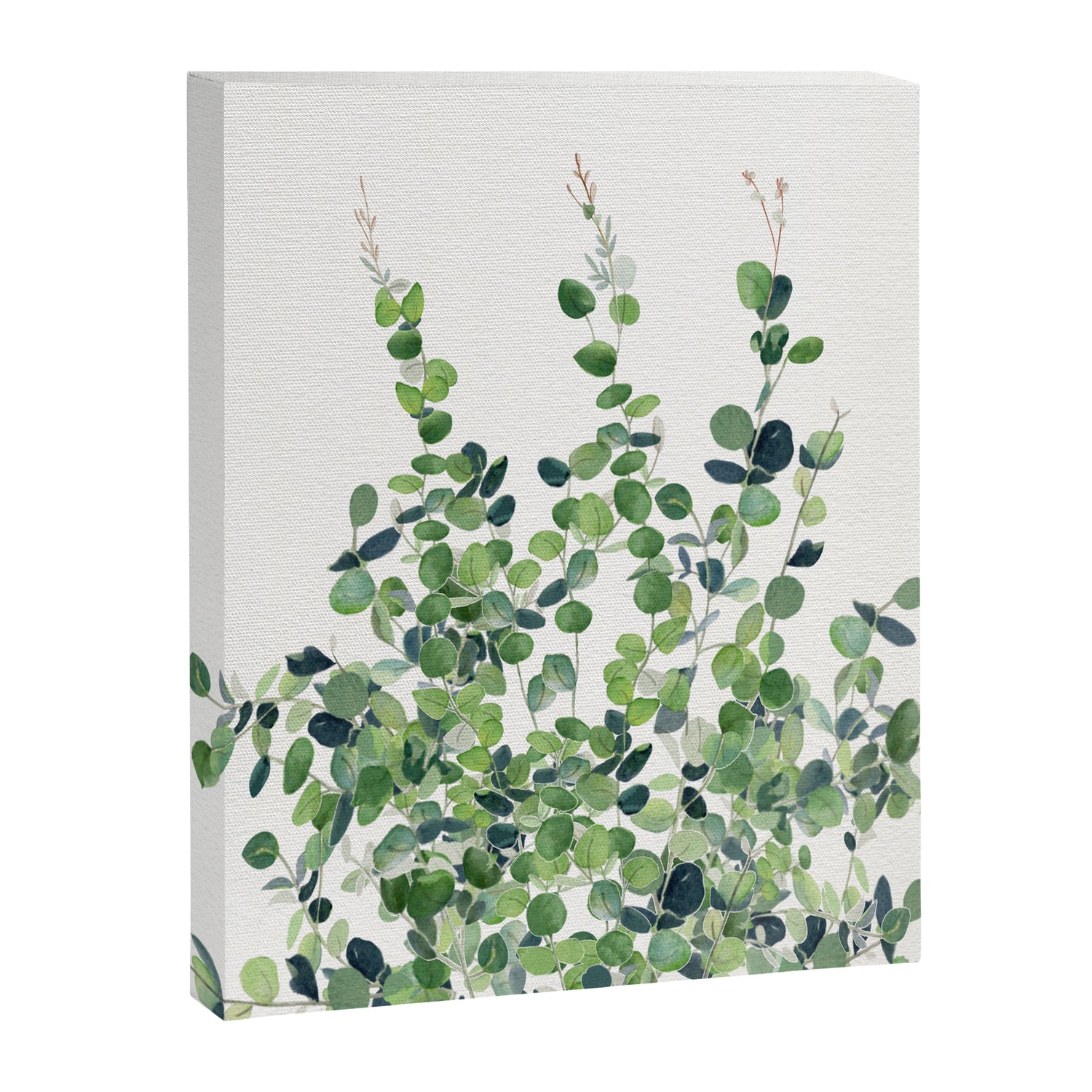 Eucalyptus  Canvas Print Gallery Image 3