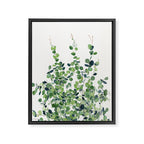 Eucalyptus  Framed Canvas Print Gallery Image 3