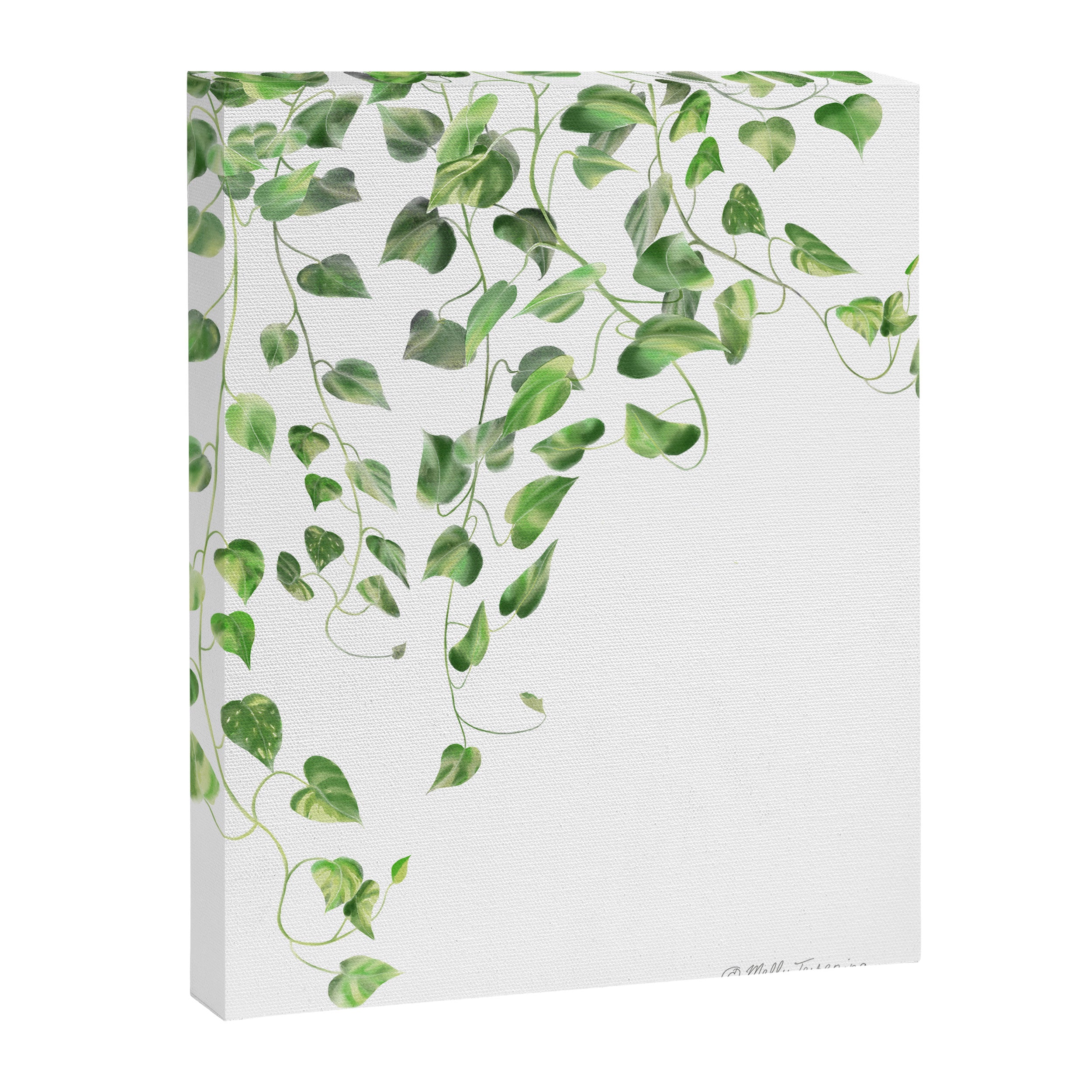 Golden Pothos - Ivy Canvas Print Gallery Image 8