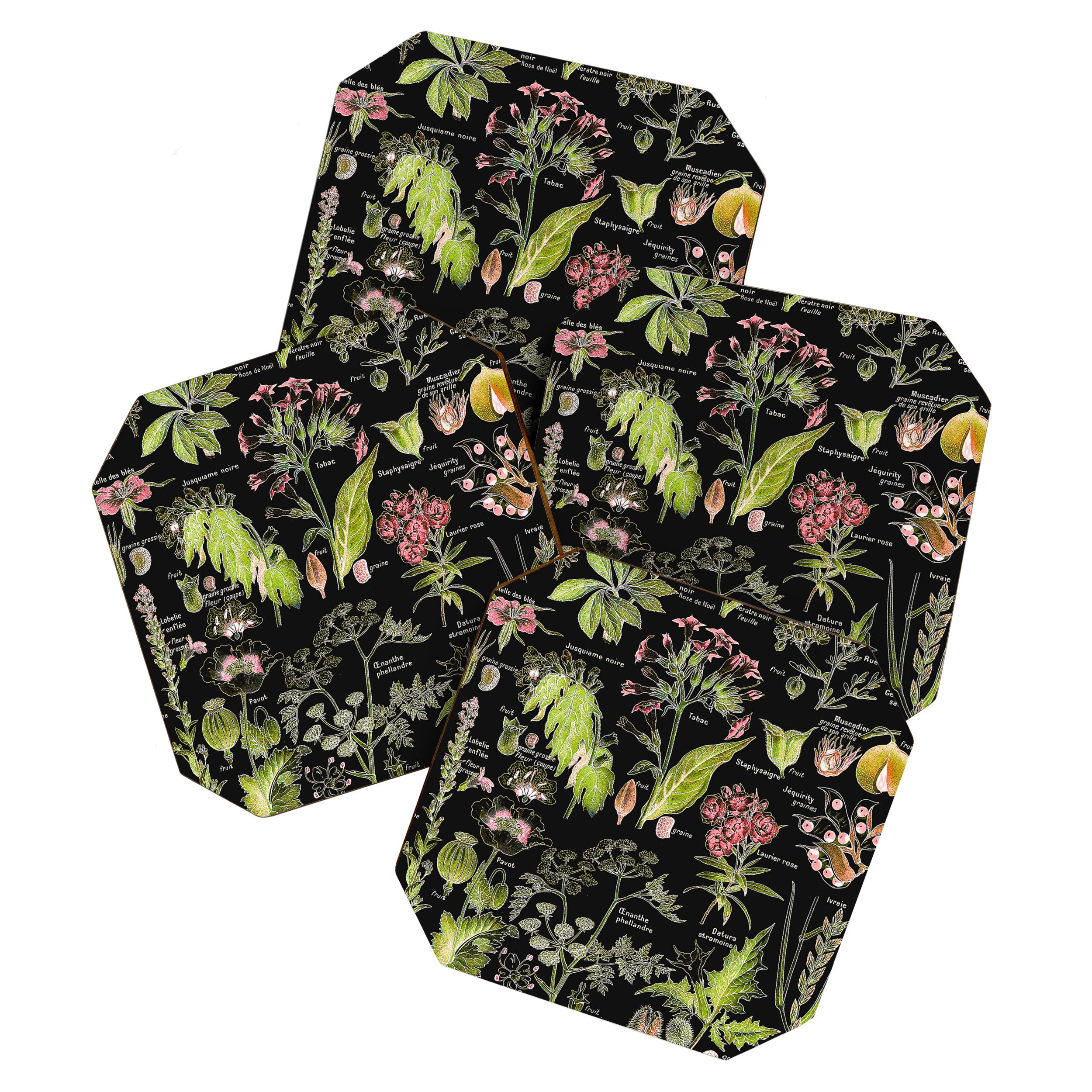 Adolphe Millot - Plantes dangereuses A (dangerous plants A) Coaster Gallery Image 1