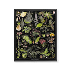 Adolphe Millot - Plantes dangereuses A (dangerous plants A) Framed Canvas Print Gallery Image 6