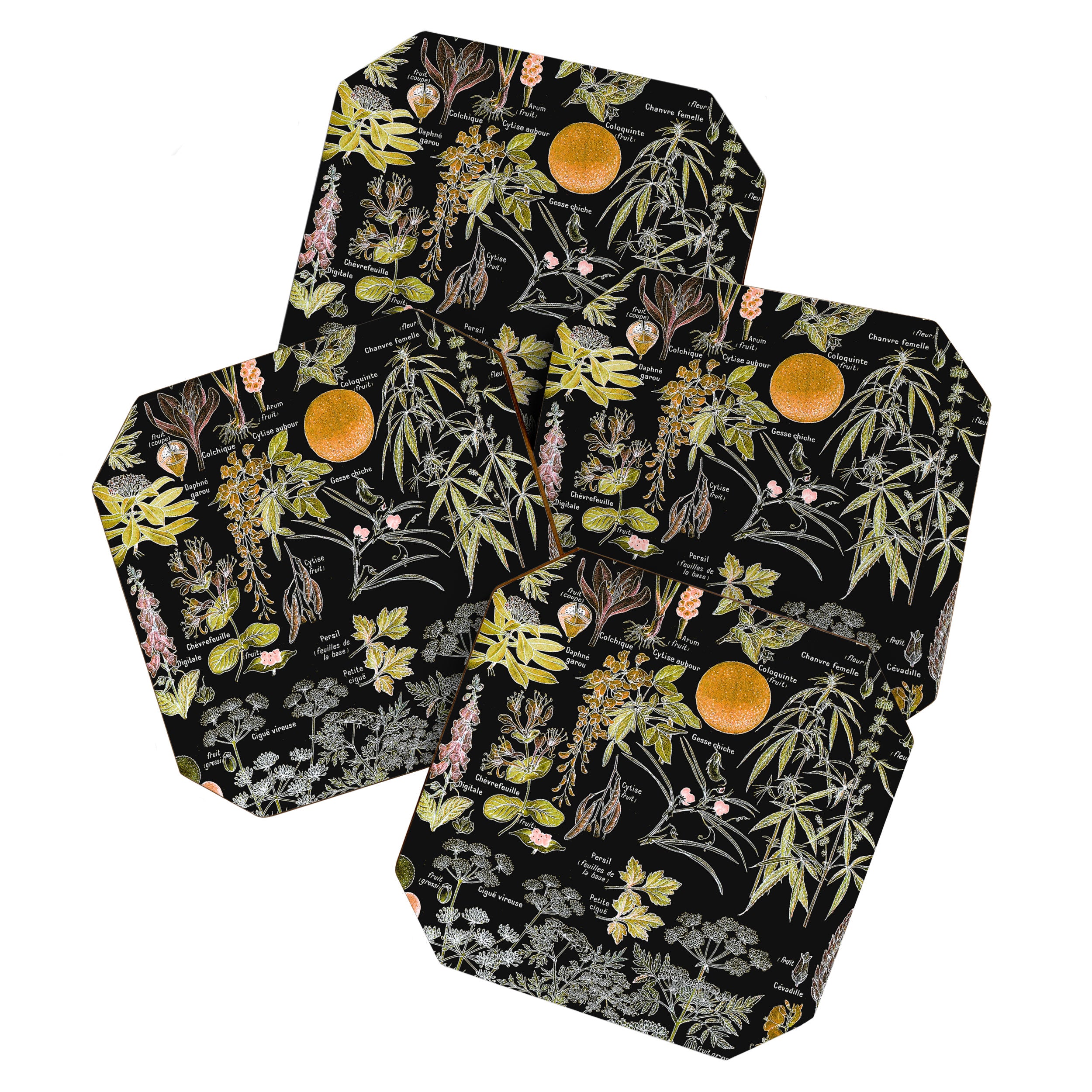 Adolphe Millot - Plantes dangereuses B (dangerous plants B) Coaster Gallery Image 1