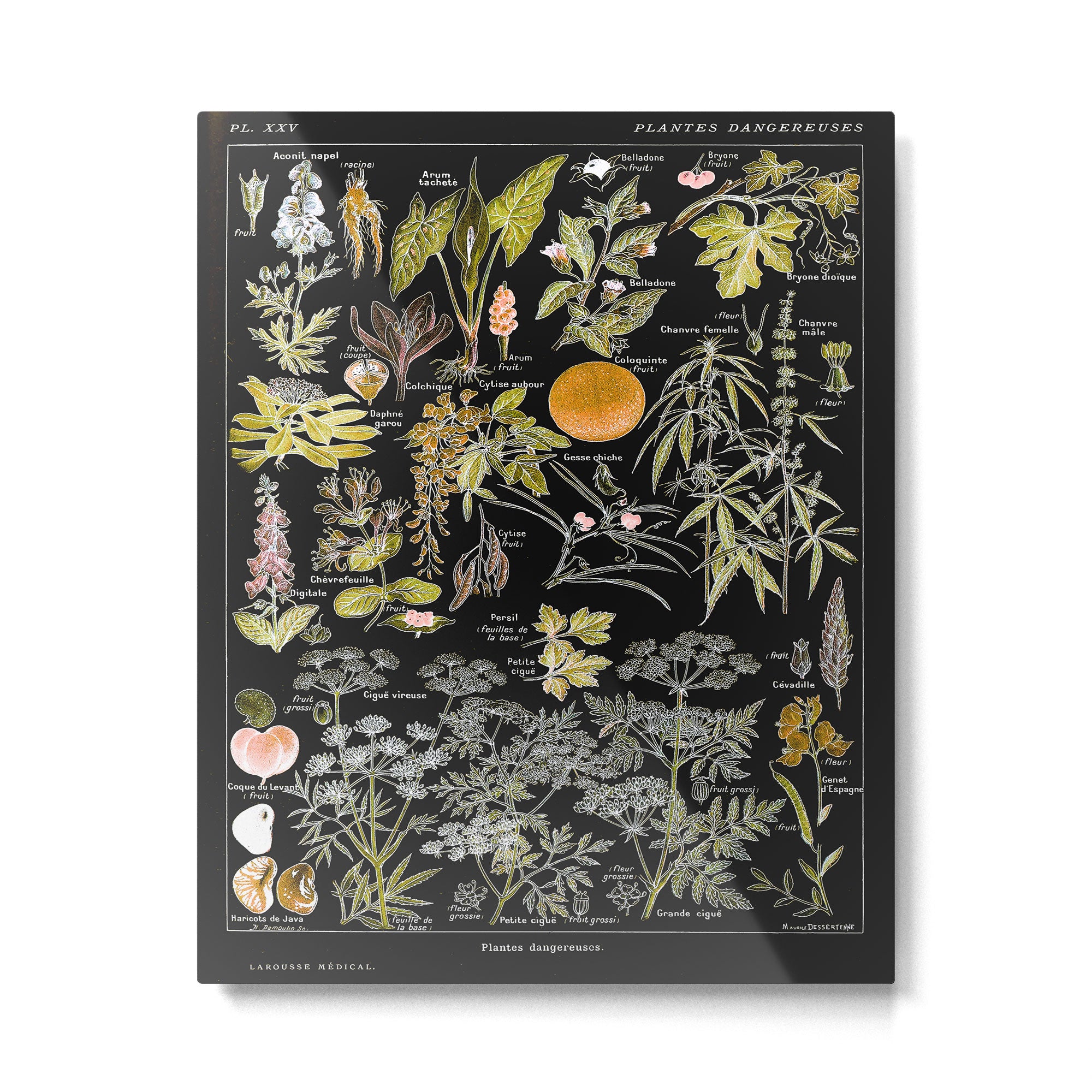 Adolphe Millot - Plantes dangereuses B (dangerous plants B) Metal Print Gallery Image 4