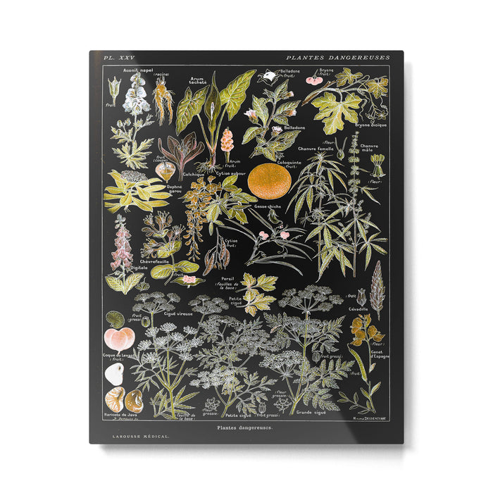 Adolphe Millot - Plantes dangereuses B (dangerous plants B) Metal Print Gallery Image 1