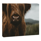 Animal Photography - Scottish Highland Cattle Canvas Print Gallery Image 12