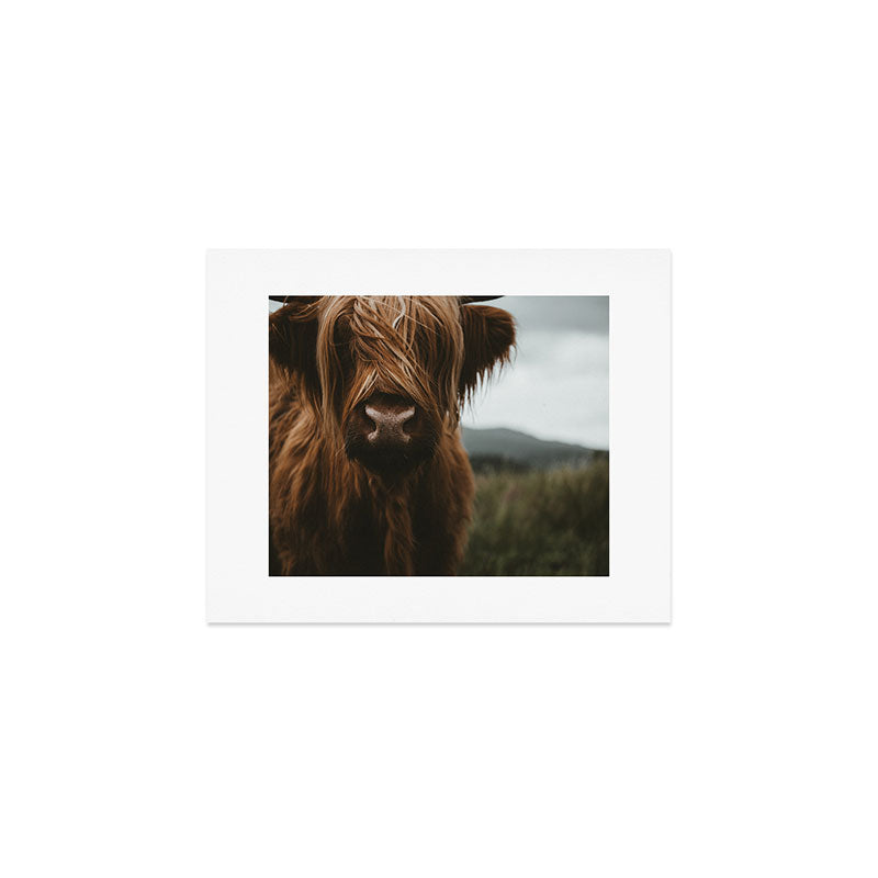 Animal Photography - Scottish Highland Cattle Art Print Gallery Image 1