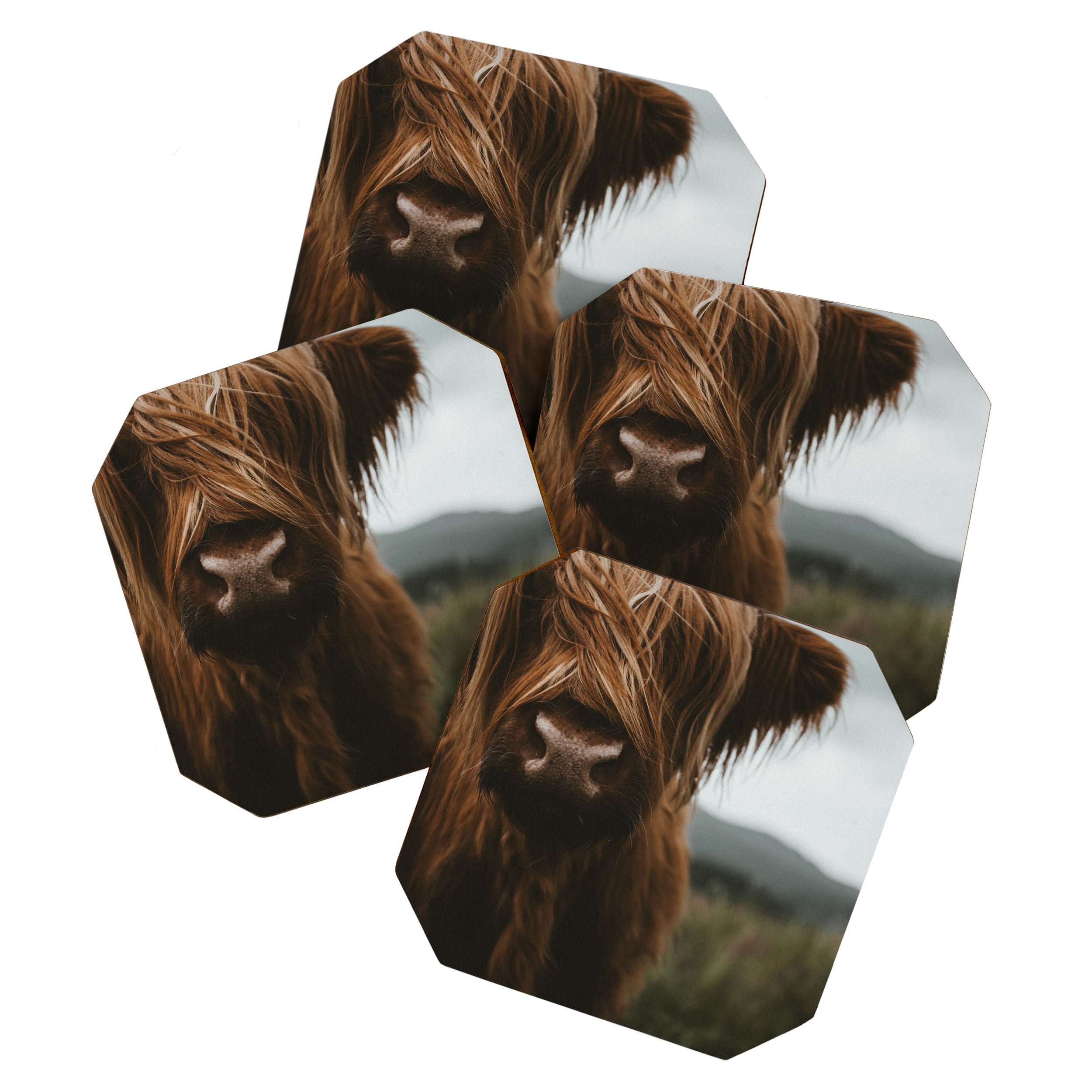 Animal Photography - Scottish Highland Cattle Coaster Gallery Image 1