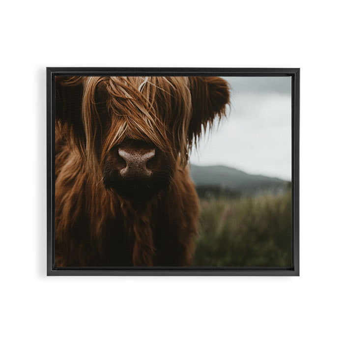 Animal Photography - Scottish Highland Cattle Framed Canvas Print Gallery Image 1