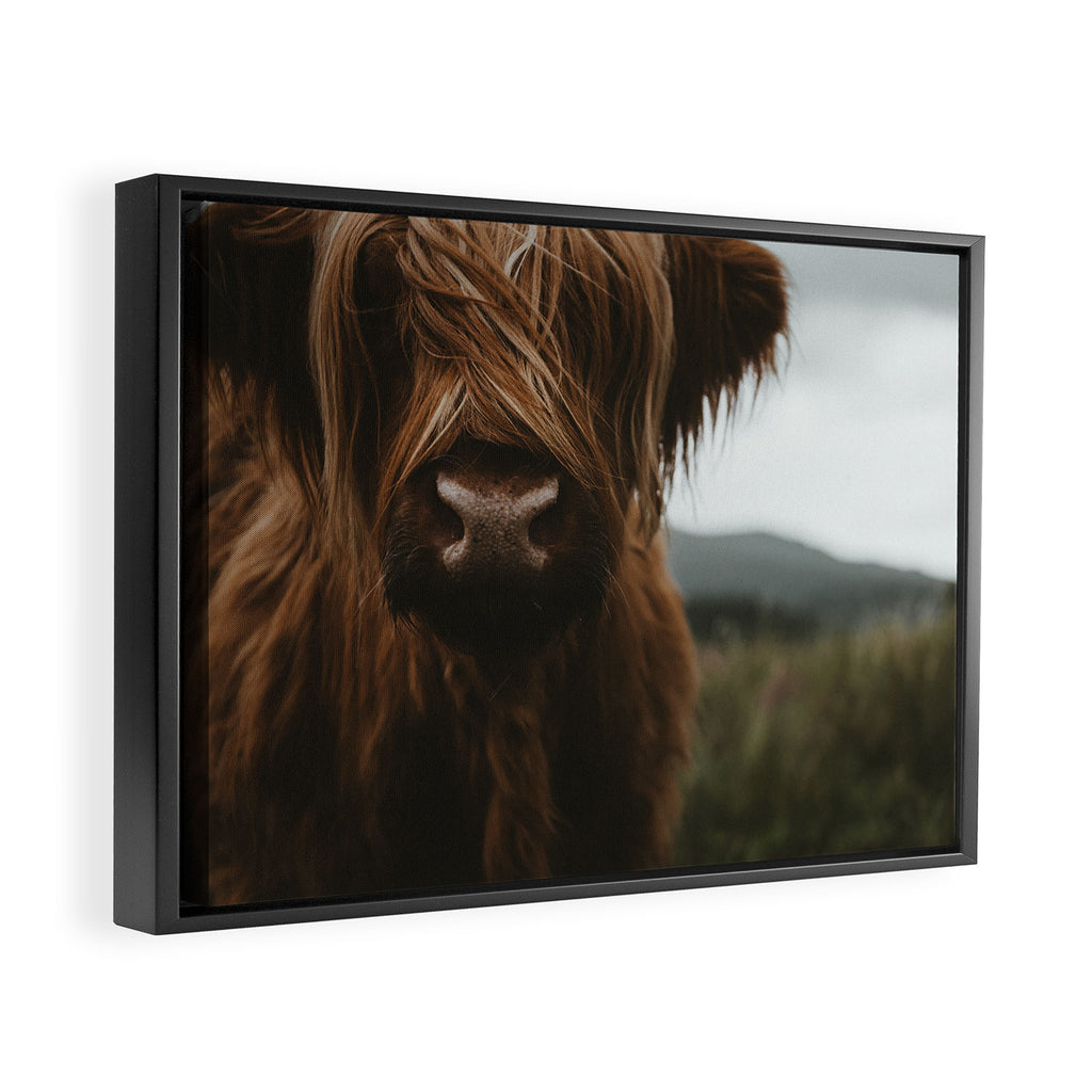 Animal Photography - Scottish Highland Cattle Framed Canvas Print Gallery Image 2
