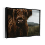 Animal Photography - Scottish Highland Cattle Framed Canvas Print Gallery Image 2