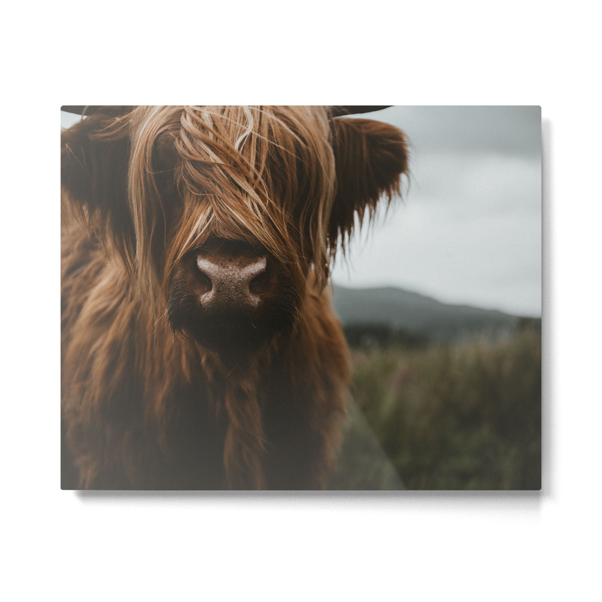 Animal Photography - Scottish Highland Cattle Metal Print Gallery Image 4