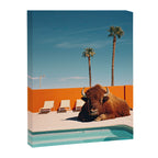 Bison By The Pool In Palm Springs Canvas Print Gallery Image 6