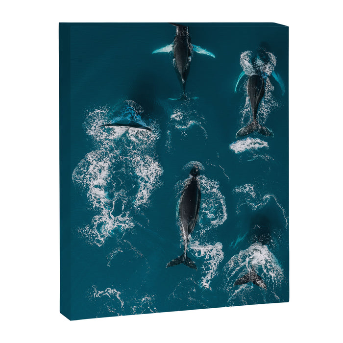 Humpback Whales In The Arctic Canvas Print Gallery Image 1