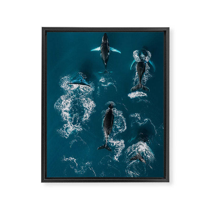 Humpback Whales In The Arctic Framed Canvas Print Gallery Image 6