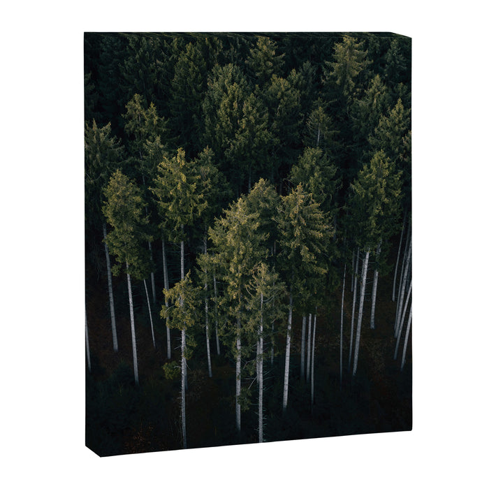 Pines From Above Canvas Print Gallery Image 1