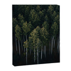 Pines From Above Canvas Print Gallery Image 6