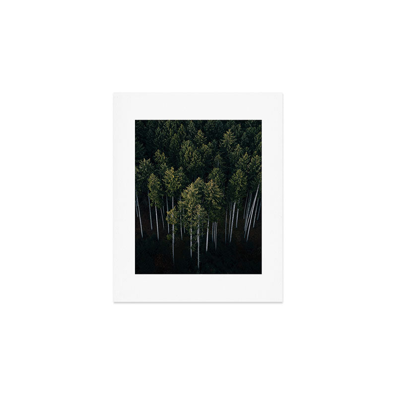 Pines From Above Art Print Gallery Image 1
