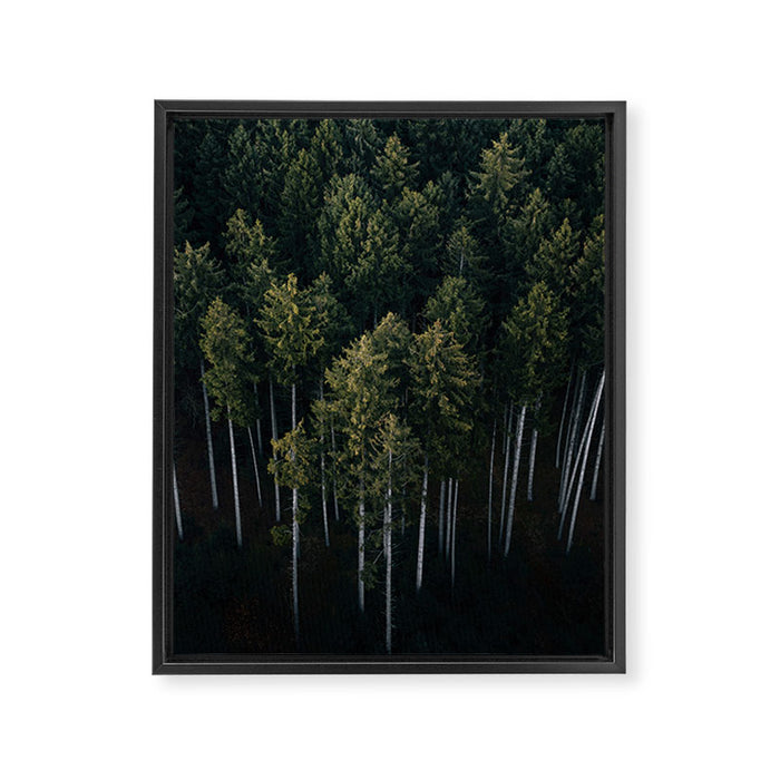 Pines From Above Framed Canvas Print Gallery Image 1