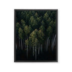Pines From Above Framed Canvas Print Gallery Image 6
