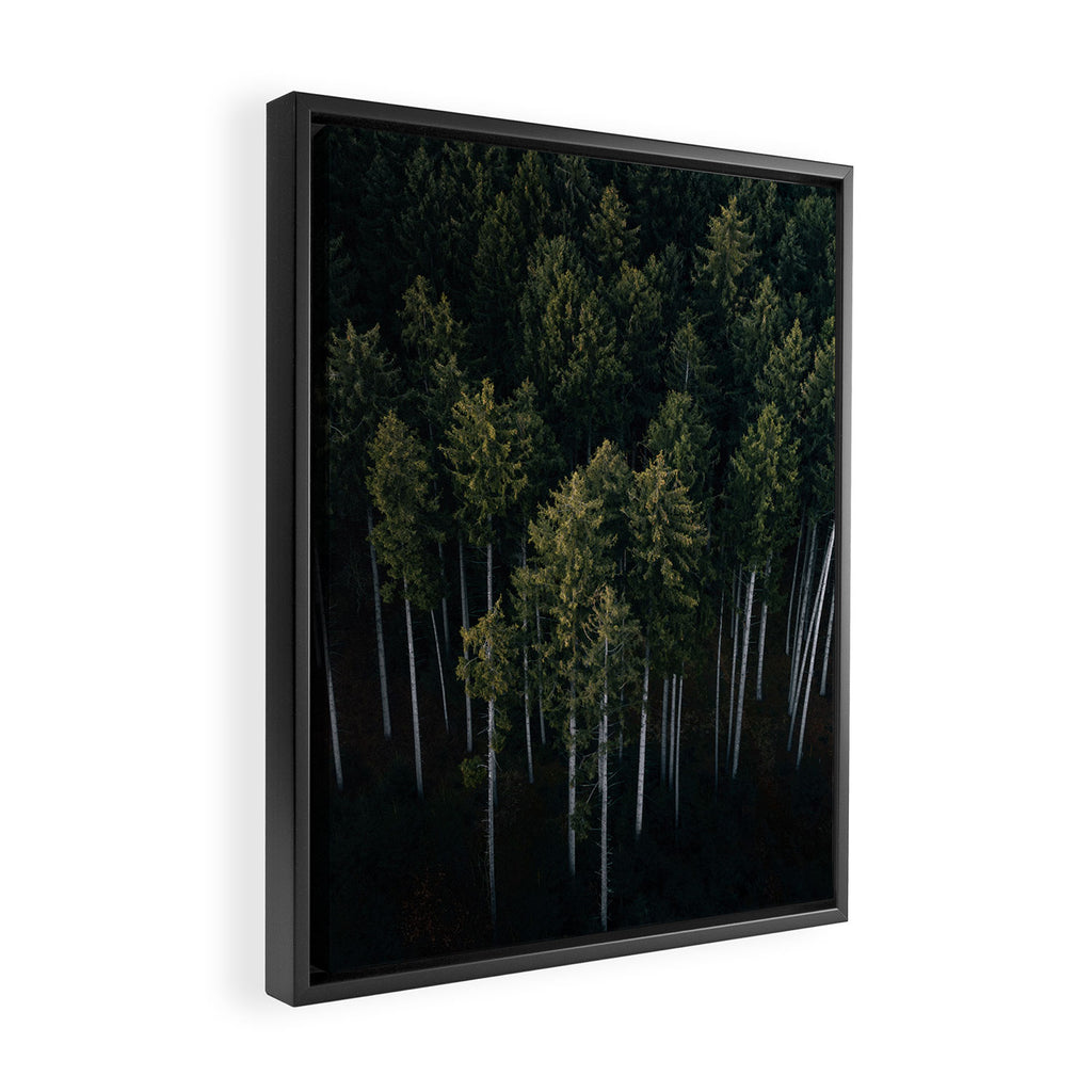 Pines From Above Framed Canvas Print Gallery Image 2