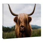 Scottish Highland Cattle Portrait Canvas Print Gallery Image 6