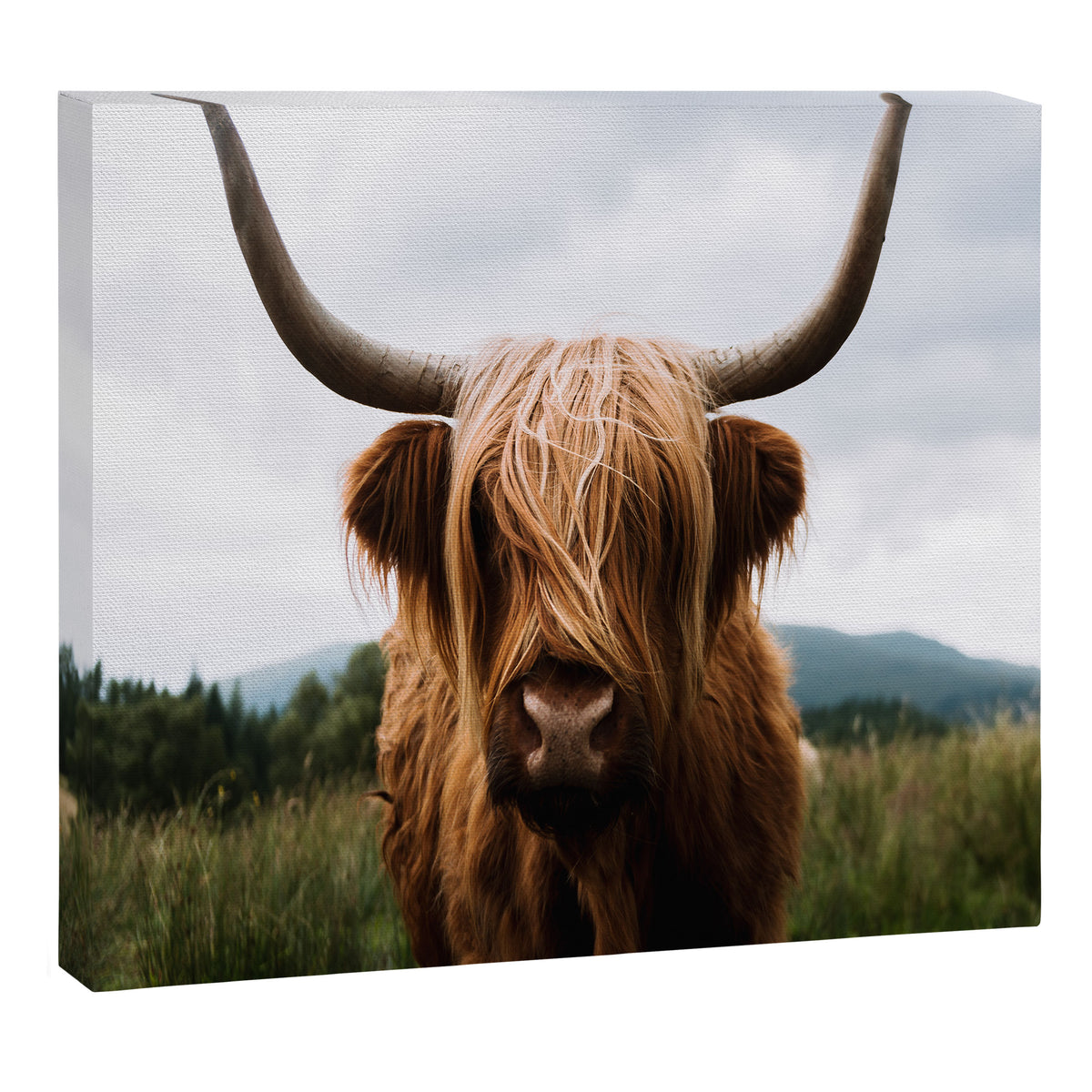 Scottish Highland Cattle Portrait Canvas Print Gallery Image 6