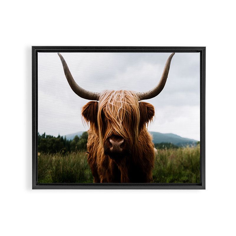 Scottish Highland Cattle Portrait Framed Canvas Print Gallery Image 6