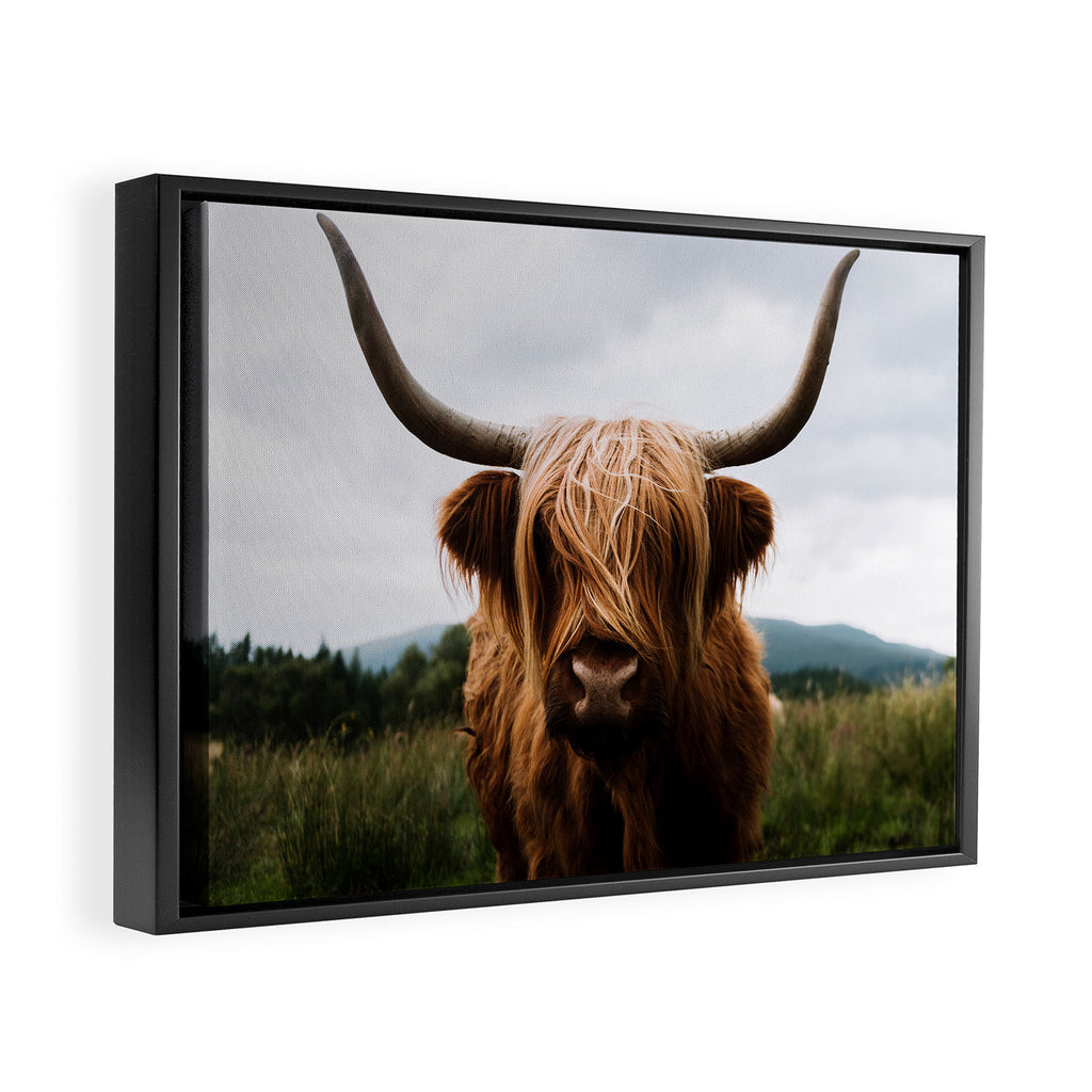 Scottish Highland Cattle Portrait Framed Canvas Print Gallery Image 2